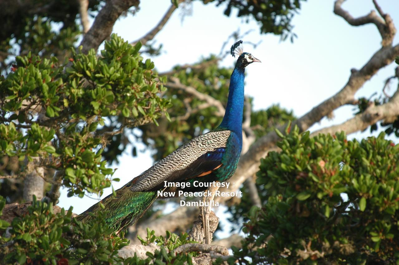 New Peacock Resort Dambulla Ngoại thất bức ảnh